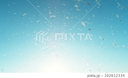 Beautiful Abstract flying Dandelion seeds 102612334