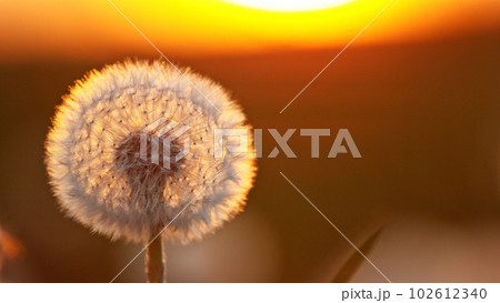 Dandelion in Sunset With Flying Seeds. Dandelion in Sunset With Flying Seeds. 102612340