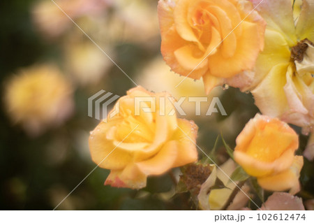 薔薇 黄色 薔薇 黄色 102612474
