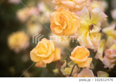 薔薇　黄色 102612476