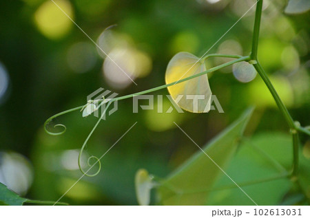 巻きひげが創る美しい自然の芸術（丸ボケを背景にしたハカマカズラの巻きひげが綺麗です） 102613031