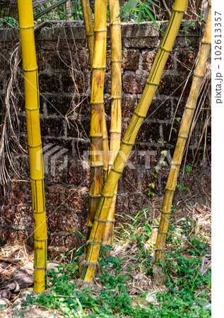 Bamboo plants 102613357