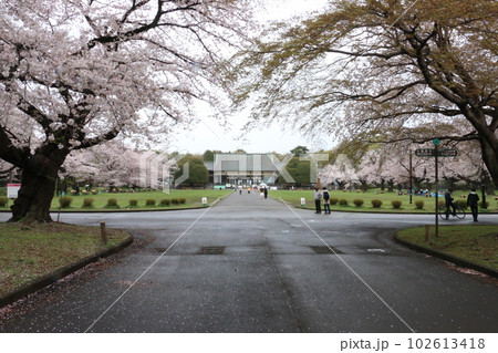満開の桜に出迎えらる江戸東京たてもの園の来園者 満開の桜に出迎えらる江戸東京たてもの園の来園者 102613418