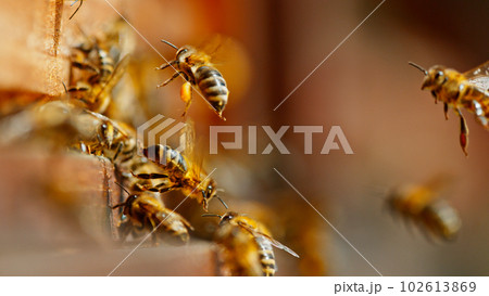 Freeze motion of bees flying in and out bee hive, macro shot. 102613869