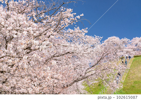 《埼玉県》さきたま古墳群・桜満開春の陽気 102615087