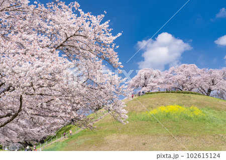 《埼玉県》さきたま古墳群・桜満開春の陽気 102615124