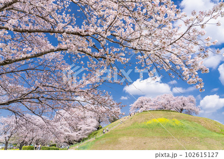 《埼玉県》さきたま古墳群・桜満開春の陽気 102615127