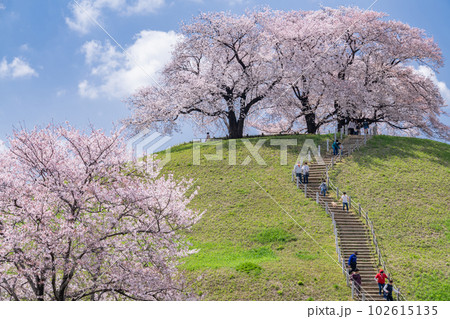 《埼玉県》さきたま古墳群・桜満開春の陽気 102615135