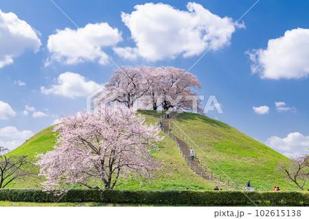 《埼玉県》さきたま古墳群・桜満開春の陽気 102615138