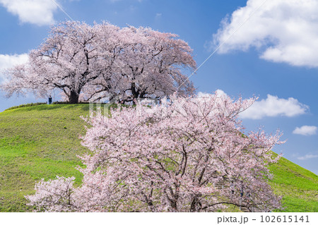 《埼玉県》さきたま古墳群・桜満開春の陽気 《埼玉県》さきたま古墳群・桜満開春の陽気 102615141