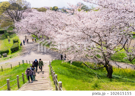 《埼玉県》さきたま古墳群・桜満開春の陽気 102615155