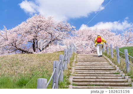 《埼玉県》さきたま古墳群・桜満開春の陽気 102615156