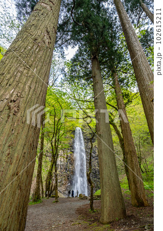 玉簾の滝　新緑 102615211