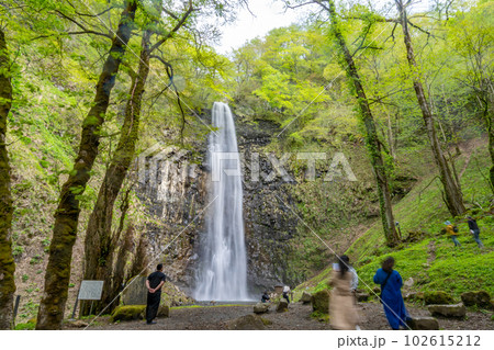 玉簾の滝　新緑 102615212