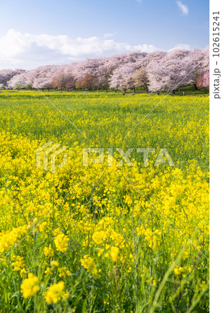 《埼玉県》満開の桜と菜の花・春の権現堂桜堤 102615241