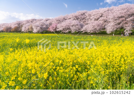 《埼玉県》満開の桜と菜の花・春の権現堂桜堤 102615242