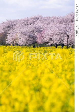 《埼玉県》満開の桜と菜の花・春の権現堂桜堤 102615247