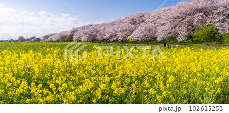 《埼玉県》満開の桜と菜の花・春の権現堂桜堤 《埼玉県》満開の桜と菜の花・春の権現堂桜堤 102615253