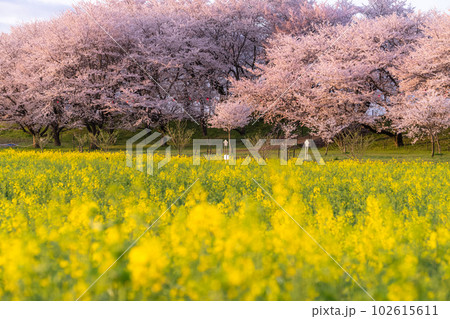 《埼玉県》満開の桜と菜の花・春の権現堂桜堤 《埼玉県》満開の桜と菜の花・春の権現堂桜堤 102615611