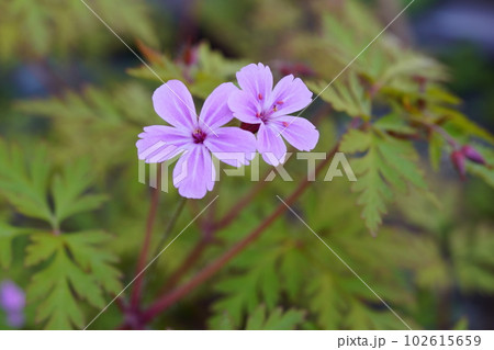 ヒメフロウ　花弁がギザギザの突然変異(？) 102615659