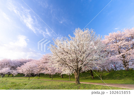 《埼玉県》満開の桜・春の権現堂桜堤 102615855