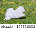 purebred white japanese spitz in spring against a background of grass. portrait of a young playful dog 102616032