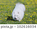 purebred white japanese spitz in spring against a background of grass. portrait of a young playful dog 102616034