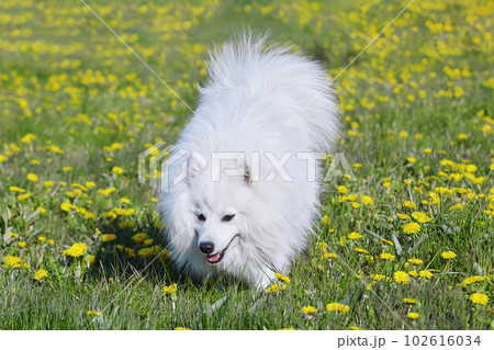 purebred white japanese spitz in spring against a background of grass. portrait of a young playful dog 102616034