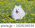 purebred white japanese spitz in spring against a background of grass. portrait of a young playful dog 102616036