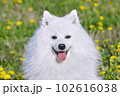 purebred white japanese spitz smiles while looking at the camera. portrait young playful dog close-up 102616038