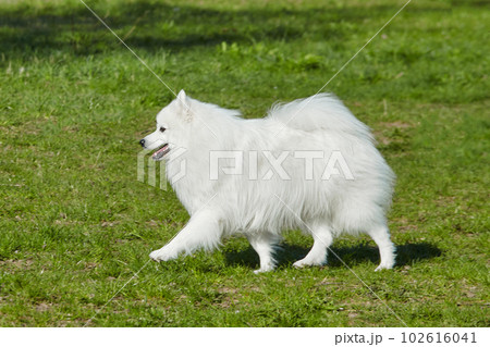 purebred white japanese spitz in spring against a background of grass. portrait of a young playful dog 102616041