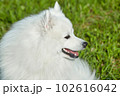 purebred white japanese spitz in spring against a background of grass. portrait of a young playful dog 102616042