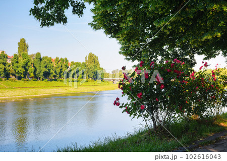 river embankment at sunrise. cityscape in summer. linden alley in full blossom 102616043