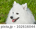 purebred white japanese spitz in spring against a background of grass. portrait of a young playful dog 102616044