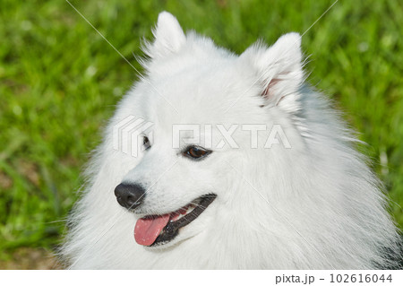 purebred white japanese spitz in spring against a background of grass. portrait of a young playful dog 102616044