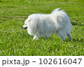 purebred white japanese spitz in spring against a background of grass. portrait of a young playful dog 102616047