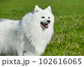 purebred white japanese spitz in spring against a background of grass. portrait of a young playful dog 102616065