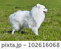 purebred white japanese spitz in spring against a background of grass. portrait of a young playful dog 102616068