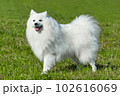 purebred white japanese spitz in spring against a background of grass. portrait of a young playful dog 102616069