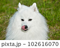 purebred white japanese spitz licks his tongue. portrait young playful dog 102616070