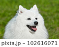 purebred white japanese spitz in spring against a background of grass. portrait of a young playful dog 102616071