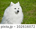 purebred white japanese spitz in spring against a background of grass. portrait of a young playful dog 102616072