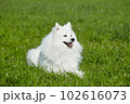 purebred white japanese spitz in spring against a background of grass. portrait of a young playful dog 102616073