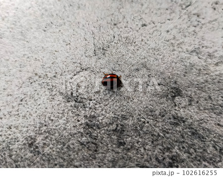 Brown lady bug on rough textured floor. 102616255