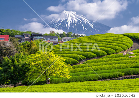 《静岡県》富士山と茶畑の風景 102616542