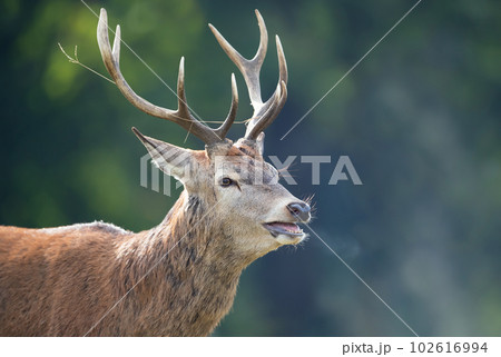 Portrait of a young Red deer stag calling during rut in autumn Portrait of a young Red deer stag calling during rut in autumn 102616994