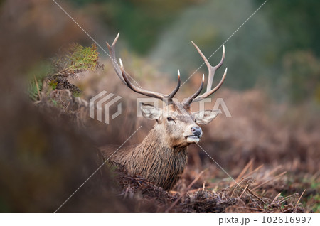 Close up of a red deer stag in autumn Close up of a red deer stag in autumn 102616997