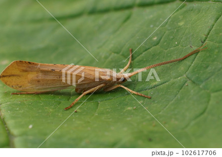 Closerup on an adult large European pale yellow colored Caddis Fly, Grammotaulius nigropunctatus 102617706