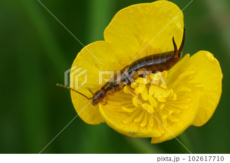Closeup on the common European earwig, Forficula auricularia in a yellow buttercup flower Closeup on the common European earwig, Forficula auricularia in a yellow buttercup flower 102617710