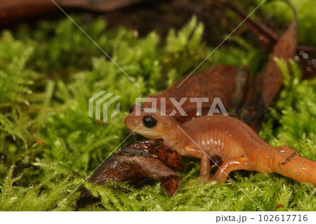 Closeup on a female high red colored Ensatina eschscholtzii intermediate form from North California Closeup on a female high red colored Ensatina eschscholtzii intermediate form from North California 102617716